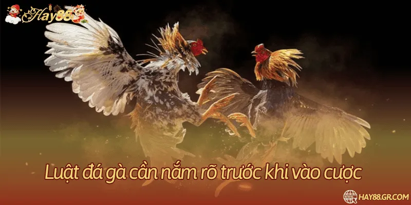 Nắm vững luật chơi đá gà mạng tại Hay88 siêu đơn giản