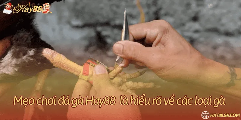 Phân tích các giống gà đá để có mẹo chơi phù hợp