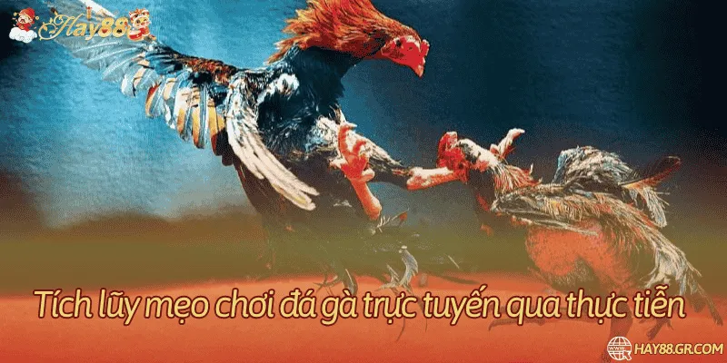 Hoàn thiện các kỹ năng đặt cược đá gà qua thực tiễn