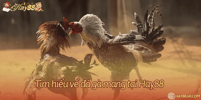 Những điều thú vị có lẽ bạn chưa biết về cá cược đá gà qua mạng